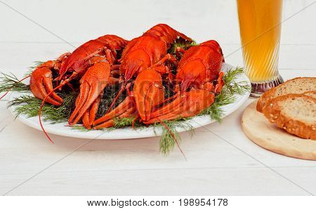 Boiled red crawfish on a white plate with green fennel on a white wooden background. Tasty red steamed rawfish closeup on wood table, glass of beer and rye bread, seafood dinner, nobody.