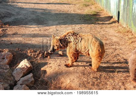 Brown bear in the mud at the zoo