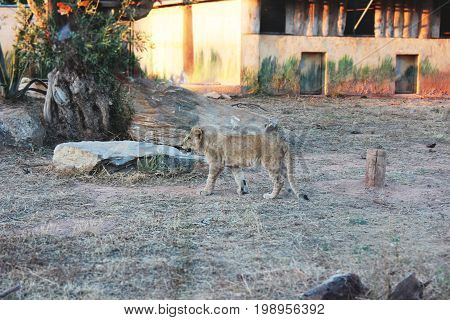 The female lion walks lazily at the zoo