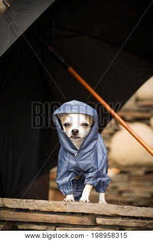 Little dog in clothes for a walk