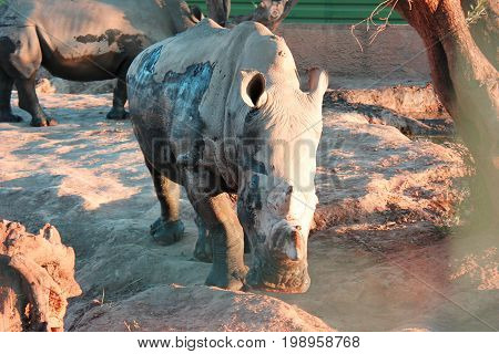 Rhinos in the mud at the zoo