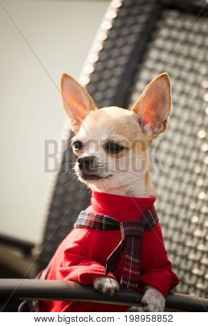 Little dog in clothes for a walk