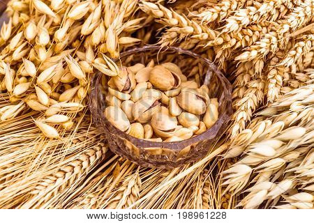 Pistachio nuts and peanuts a snack for beer lying in a glass dish surrounded by ingredients for making malt for beer bread. Spikes of wheat barley oats rye