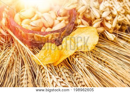 Pistachio nuts peanuts and potato chips a snack for beer lying in a glass dish surrounded by ingredients for making malt for beer bread. Spikes of wheat barley oats rye.