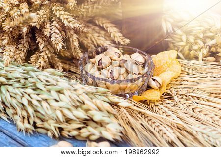 Pistachio nuts peanuts and potato chips a snack for beer lying in a glass dish surrounded by ingredients for making malt for beer bread. Spikes of wheat barley oats rye.
