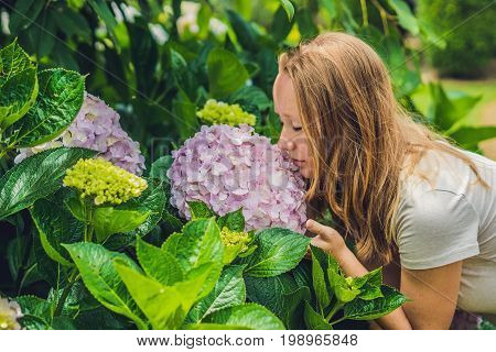 Young Woman On The Background Of Light Pink Hydrangea Blooming In The Garden