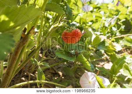 Red and green  Strawberries on the bush