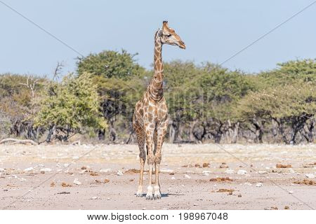 A Namibian giraffe giraffa camelopardalis angolensis facing the camera with head turned to its left side
