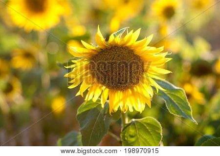 Sunflowers in garden. Sunflowers blooming in sunflower darden. Yellow paradise.