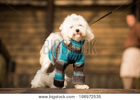 Little dog in clothes for a walk