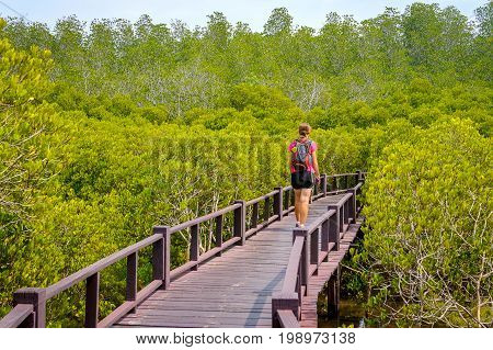 The Wooden Bridge Walkway In Mangrove Forest At Pranburi Forest National Park, Prachuap Khiri Khan,