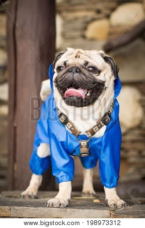 Little dog in clothes for a walk