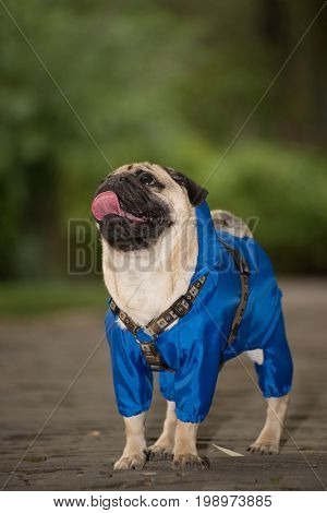 Little dog in clothes for a walk