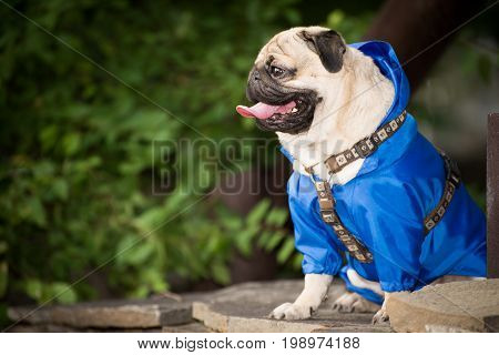 Little dog in clothes for a walk