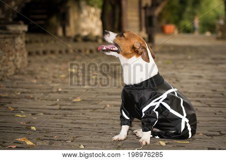 Little dog in clothes for a walk