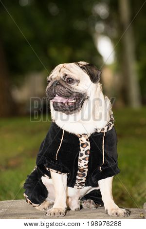 Little dog in clothes for a walk