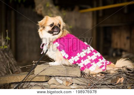 Little dog in clothes for a walk