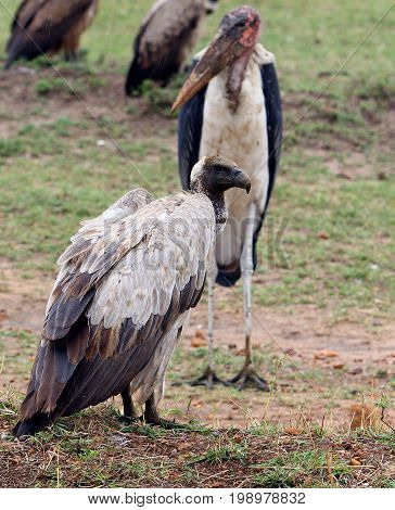 White Backed Vulture on the plains with defocussed Maribou Stork in the background - Masai Mara Kenya
