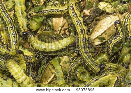 Green cydalima perspectalis Boxwood borer as background