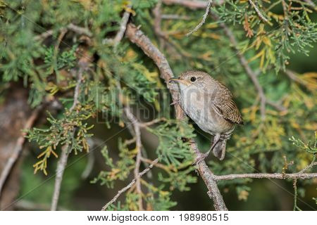 House wren is perched on a cedar tree limb