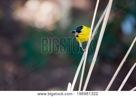 American Goldfinch hanging on to dried grasses.