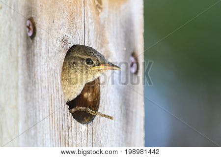 Young house wren peeking out of an old wooden birdhouse
