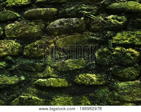 Mossy rustic stone wall closeup photo texture. Rough stone wall of ancient building. Green moss on stone closeup. Old masonry stonewall pattern. Empty wall closeup photo. Protection or safety concept.