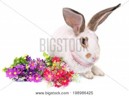 Checkered Giant rabbit in front of white background