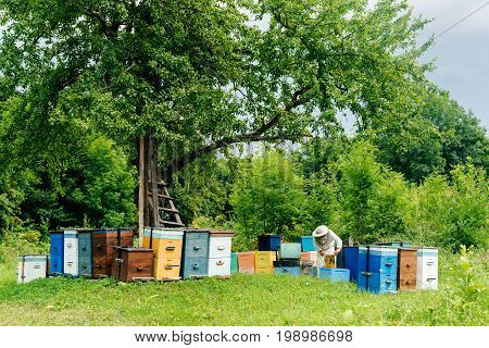 beekeeper takes out from the hive honeycomb filled with fresh honey. Apiculture.