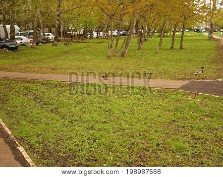 Ducks walking in Moscow in the spring, district Teply Stan