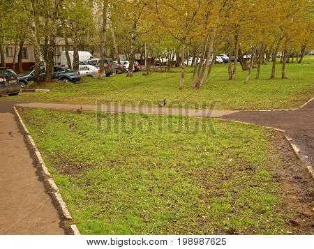 Ducks walking in Moscow in the spring, district Teply Stan