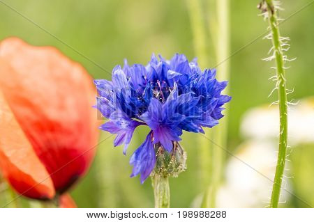 Cornflower against green / colorful blurred background