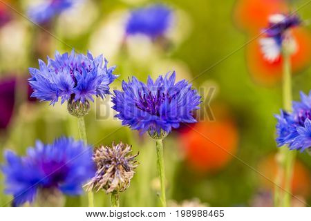 Cornflower against green / colorful blurred background