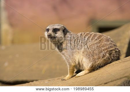 Meerkat sitting on a wooden pole and looking over