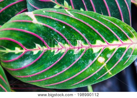 Macro Closeup Of Green Leaf With Pink Or Purple Veins With Symmetry Showing Detail And Texture