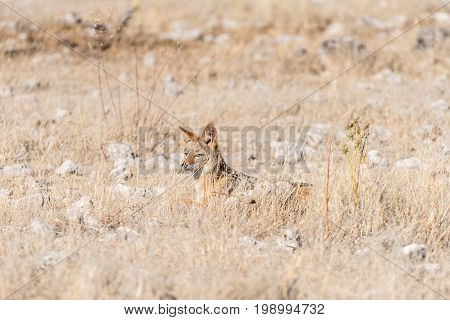 A black-backed jackal Canis mesomelas hiding in grass in Northern Namibia