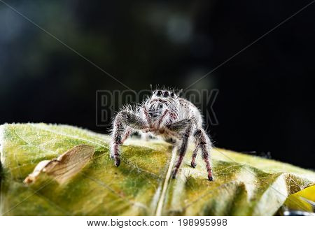 Close-ups Spider on the leaf,Close up of Phidippus regius jumping spider on the dark background