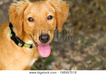 Dog happy is a closeup of a cute adorable puppy dog with his tongue hanging out of his mouth and a happy look on his face.