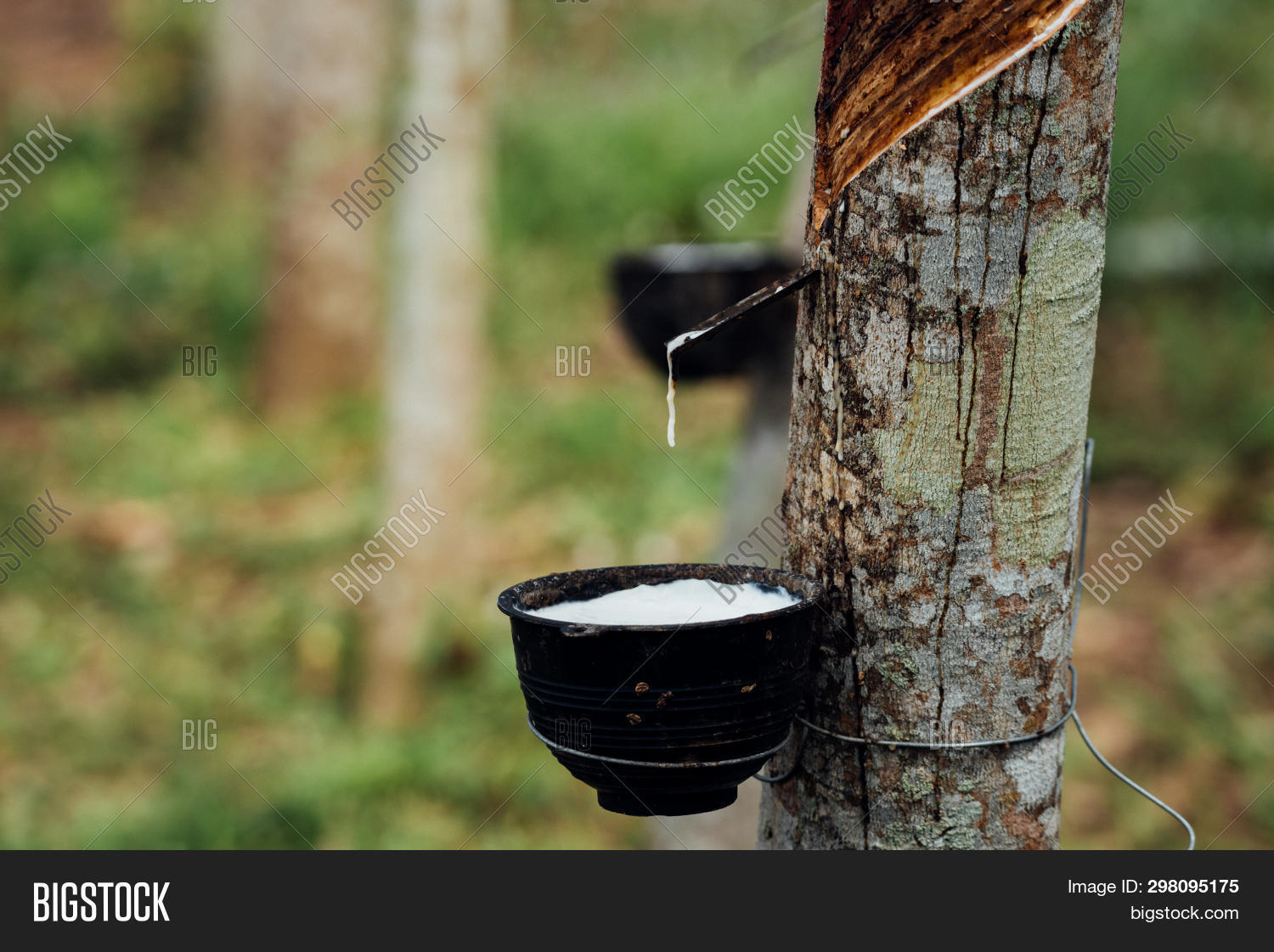 Rubber Tree Natural Image & Photo (Free Trial) Bigstock