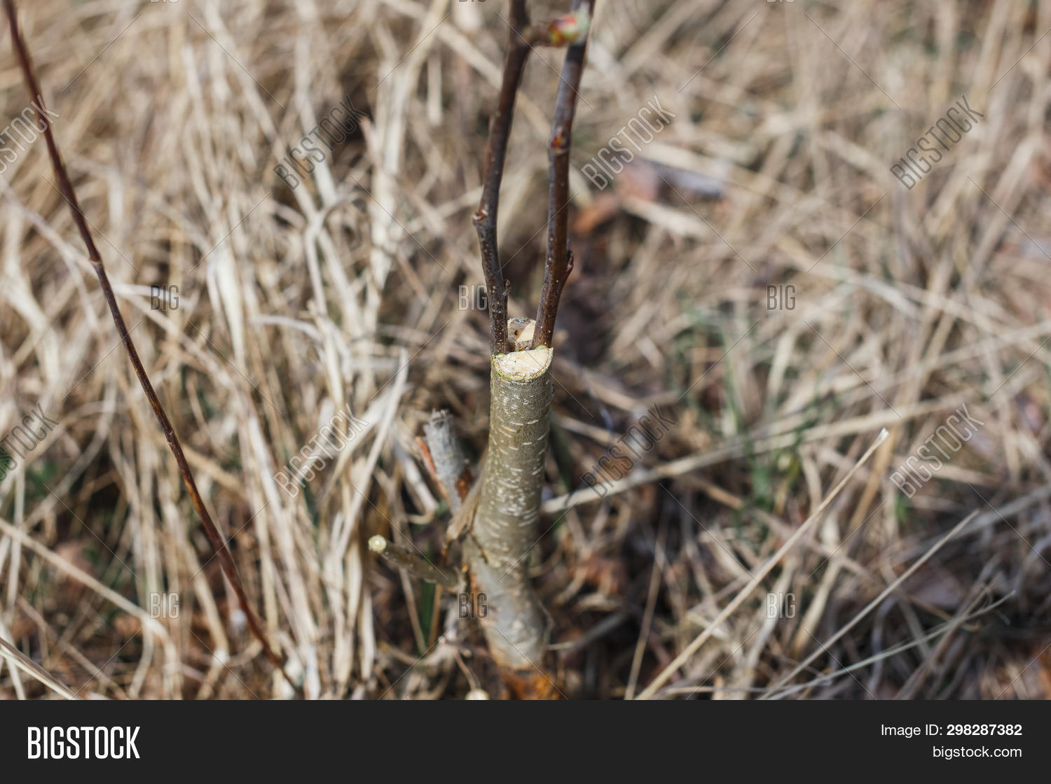 Inoculation Spring Inoculation Spring Image & Photo (Free Trial) | Bigstock
