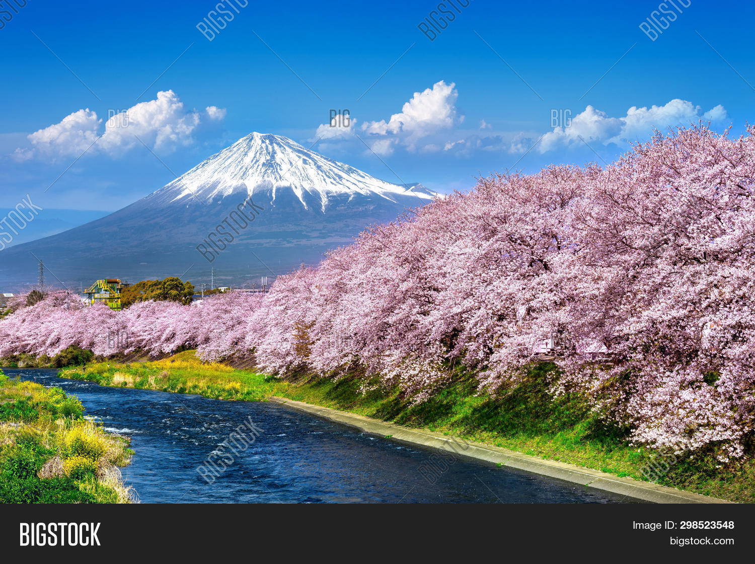 Fuji Mountains Cherry Image & Photo (Free Trial) | Bigstock