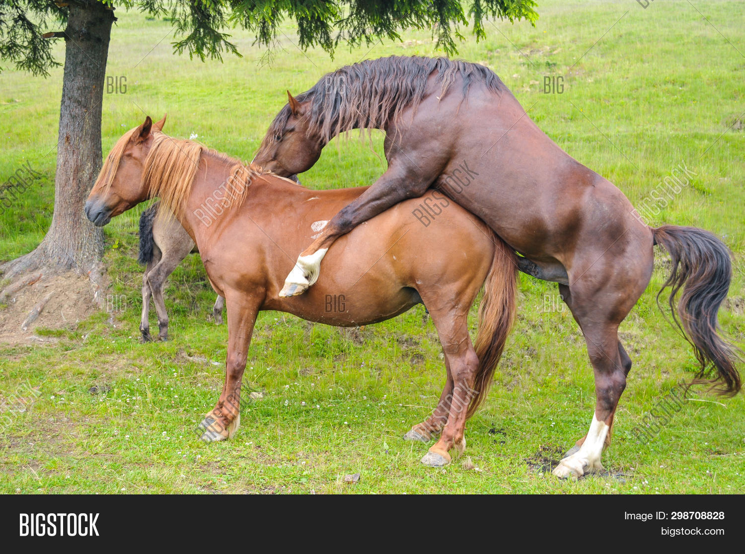 Mare sex