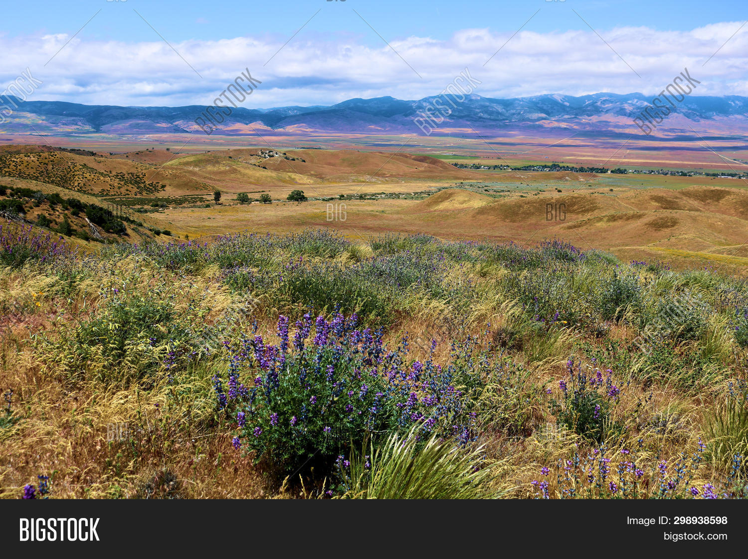 Chaparral Plants Image & Photo (Free Trial) Bigstock