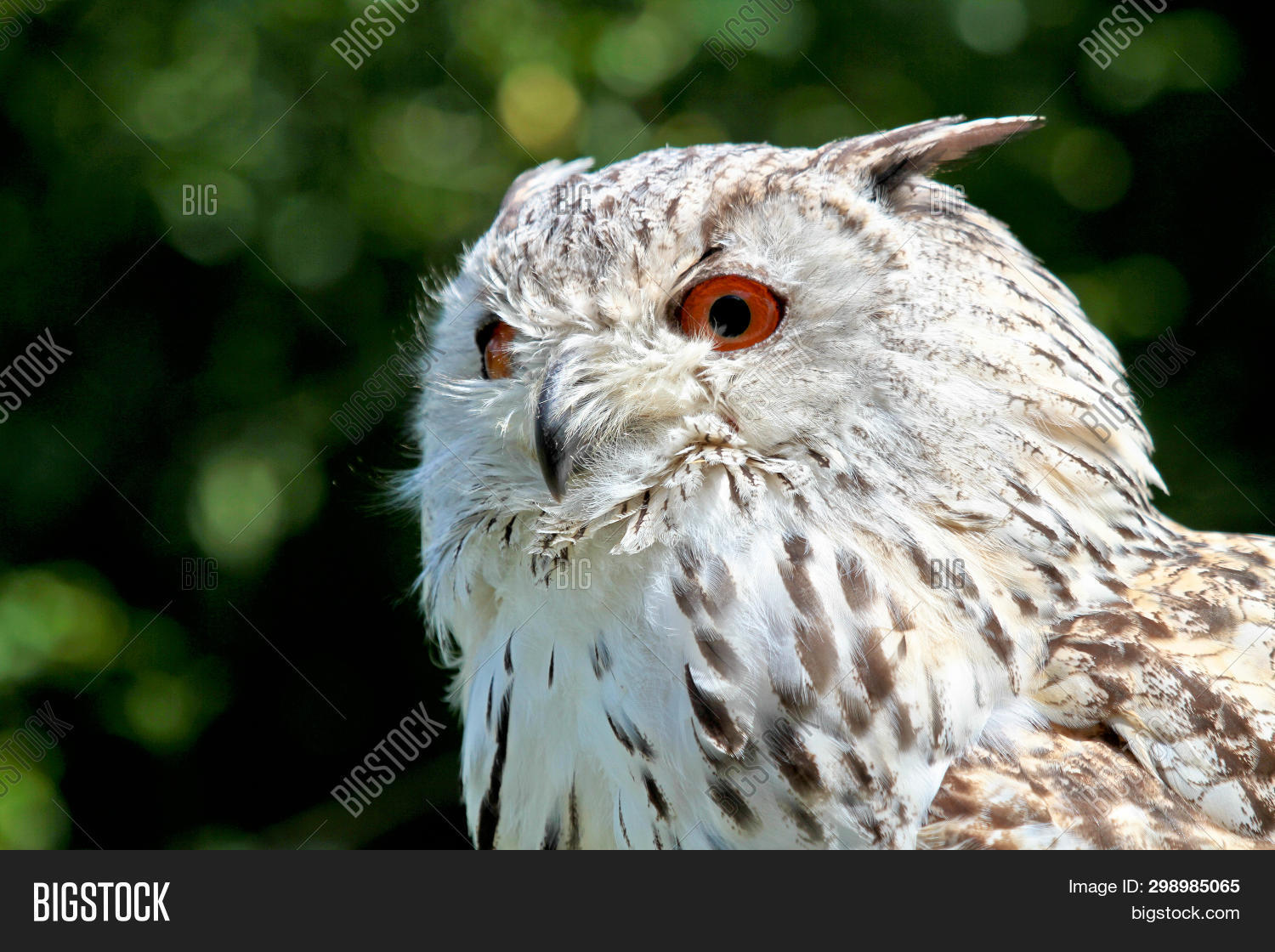 Biggest Owl In The World