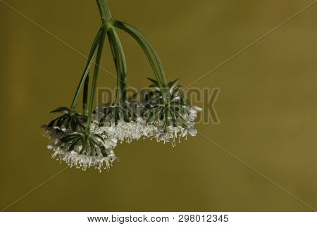 Small Imperceptible White Wildflowers On A Light Background
