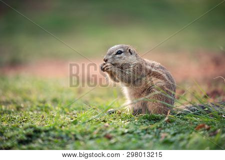 An African Ground Squirrel (xerus Sciuridae) Sitting In An Upright Position And Nibbling On Grass, S