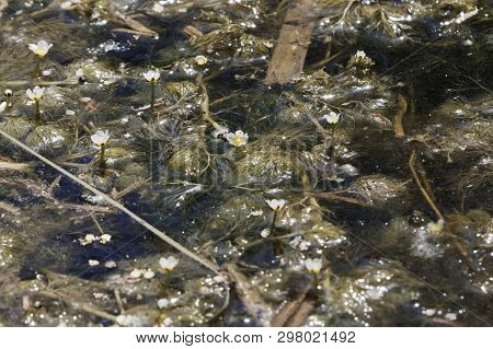 Flowers And Under Water Leaves Of Common Water-crowfoot (ranunculus Aquatilis)
