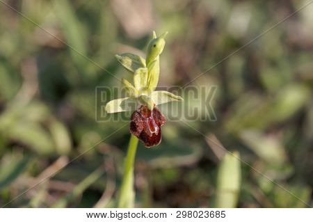 Flower Of The Wild Early Spider-orchid (ophrys Sphegodes)