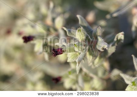 Flowers And Leaves Of The Monkswort Nonea Pulla