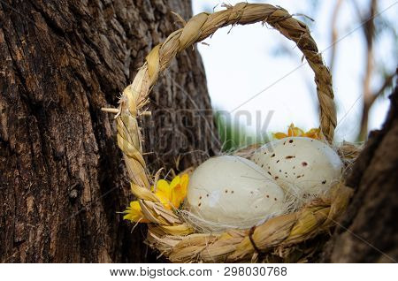 Two Quil Eggs In Basket Between Tree Bark - Easter Concept.